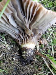 Gomphidius glutinosus