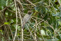 Myiarchus