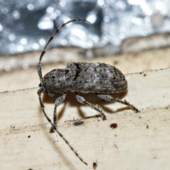 Ecyrus