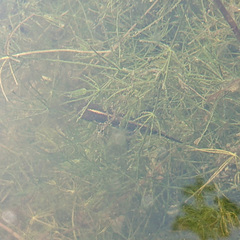 Triturus carnifex
