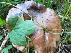 Gomphidius glutinosus