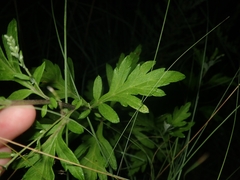 Artemisia princeps