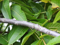 Juglans nigra