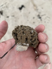 Clathria