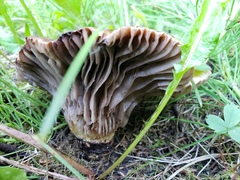 Gomphidius glutinosus