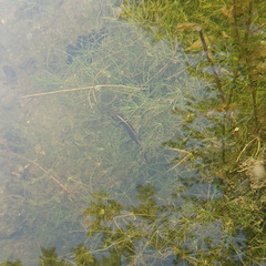 Triturus carnifex