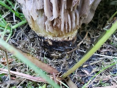 Gomphidius glutinosus