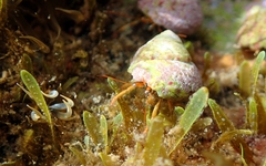 Clibanarius erythropus