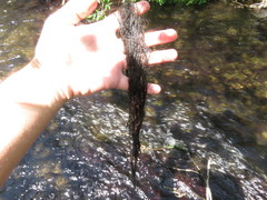 Compsopogon caeruleus