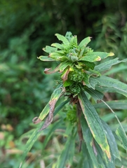 Procecidochares atra