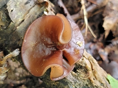 Pachyella clypeata