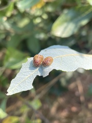 Cynipoidea