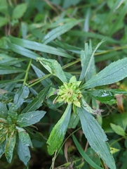 Procecidochares atra