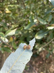 Cynipoidea