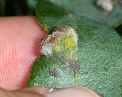 Aceria trichophila