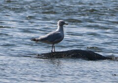 Larus argentatus