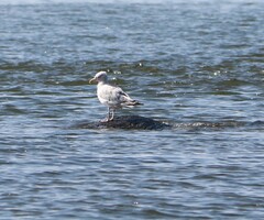 Larus argentatus