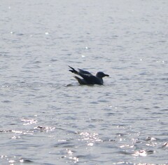 Larus argentatus