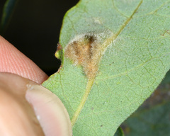 Aceria trichophila