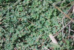 Euphorbia albomarginata