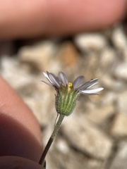 Erigeron eatonii