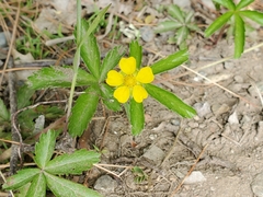 Potentilla simplex