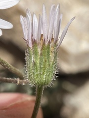 Erigeron eatonii