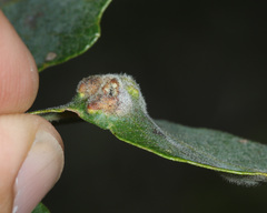 Aceria trichophila