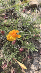 Oenothera hartwegii
