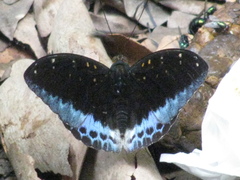 Lexias pardalis