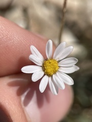 Erigeron eatonii