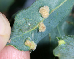 Aceria trichophila