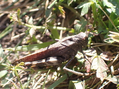 Psophus stridulus