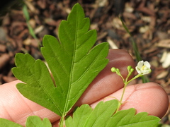 Cardiospermum halicacabum