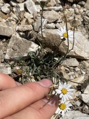 Erigeron eatonii