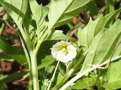 Physalis angulata