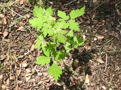 Cardiospermum halicacabum