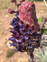 Puya venusta