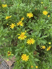 Euryops