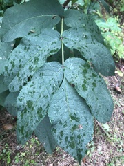 Sambucus racemosa