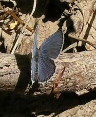 Cupido amyntula