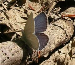 Cupido amyntula