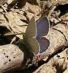 Cupido amyntula
