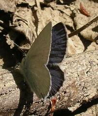 Cupido amyntula