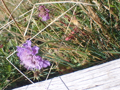 Scabiosa