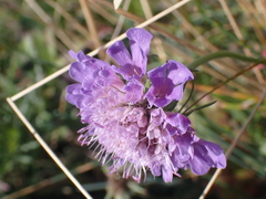 Scabiosa