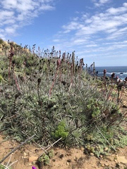 Puya venusta