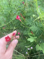 Ipomoea quamoclit