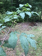 Sambucus racemosa