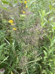 Agrostis capillaris